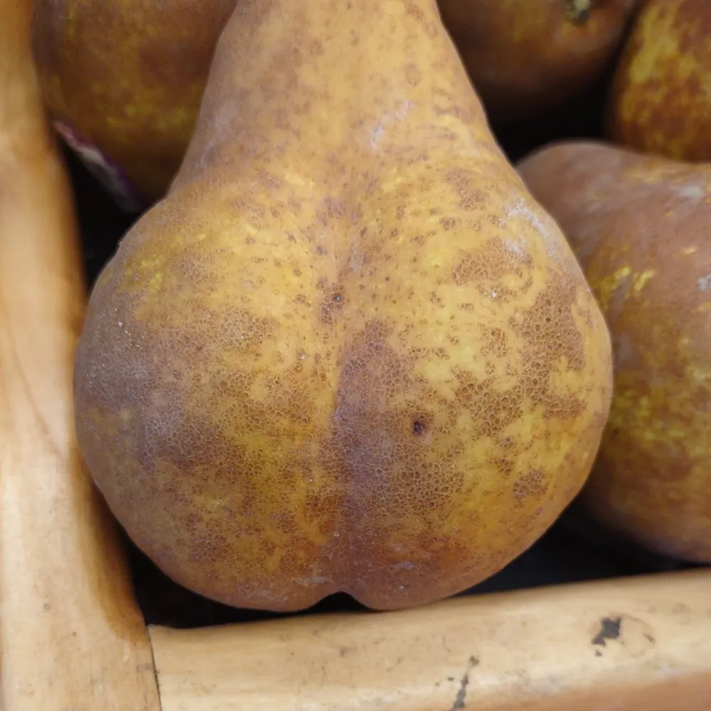 b-rambler.bsky.social's profile picture