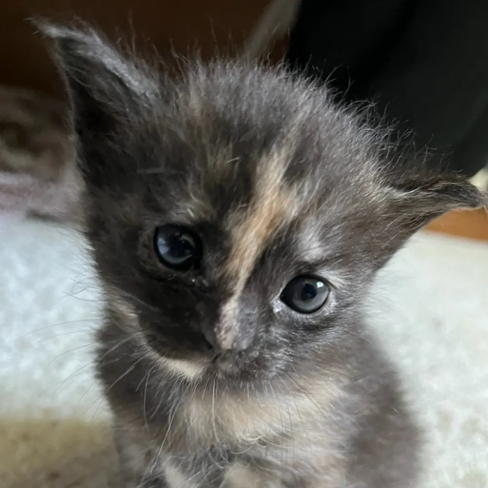 carmosteph.bsky.social's profile picture