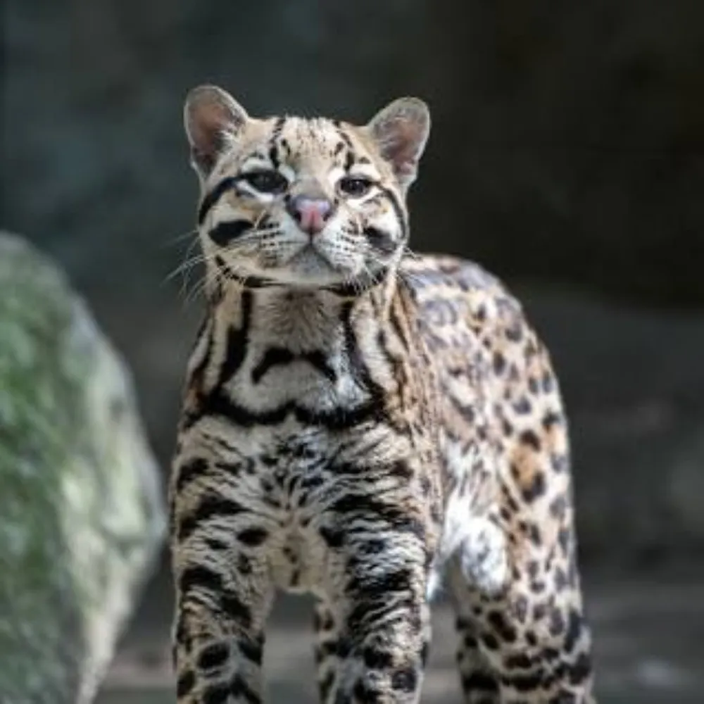 anocelittle.bsky.social's profile picture