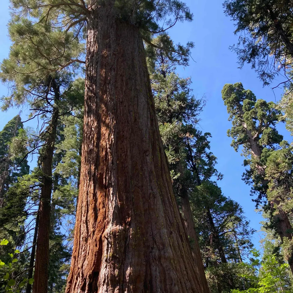 skystrip.bsky.social's profile picture