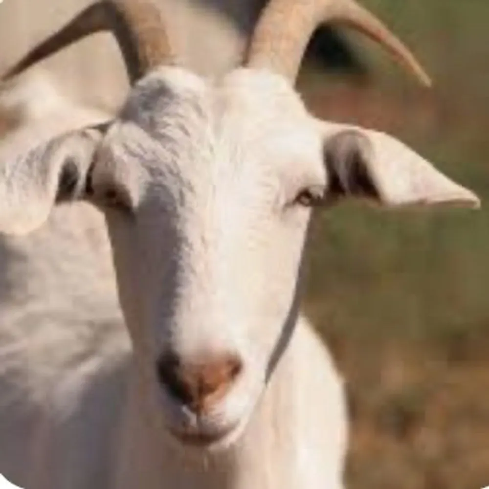 alexfate.bsky.social's profile picture