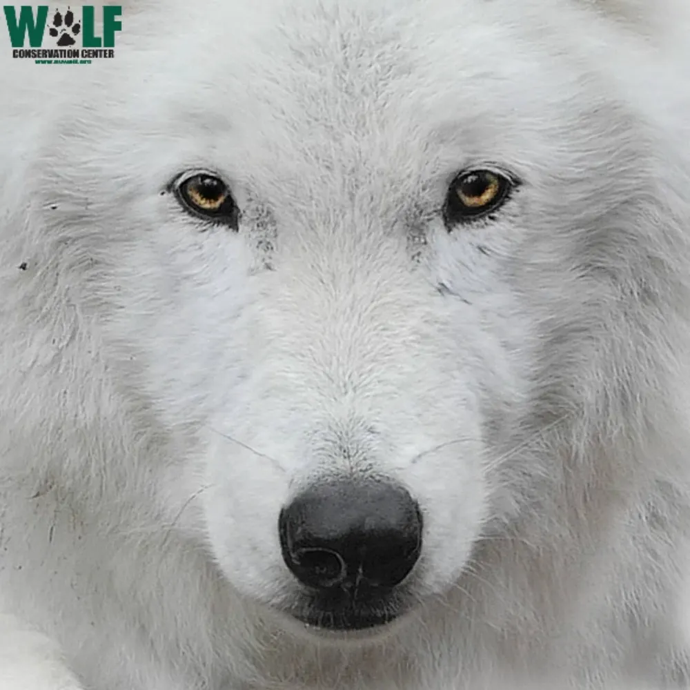 nywolforg.bsky.social's profile picture