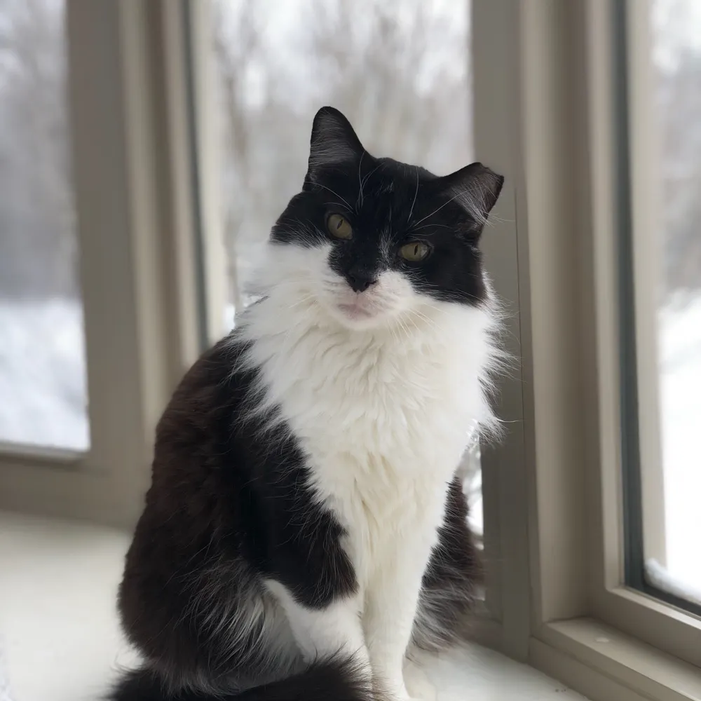 foolishsamurai.bsky.social's profile picture