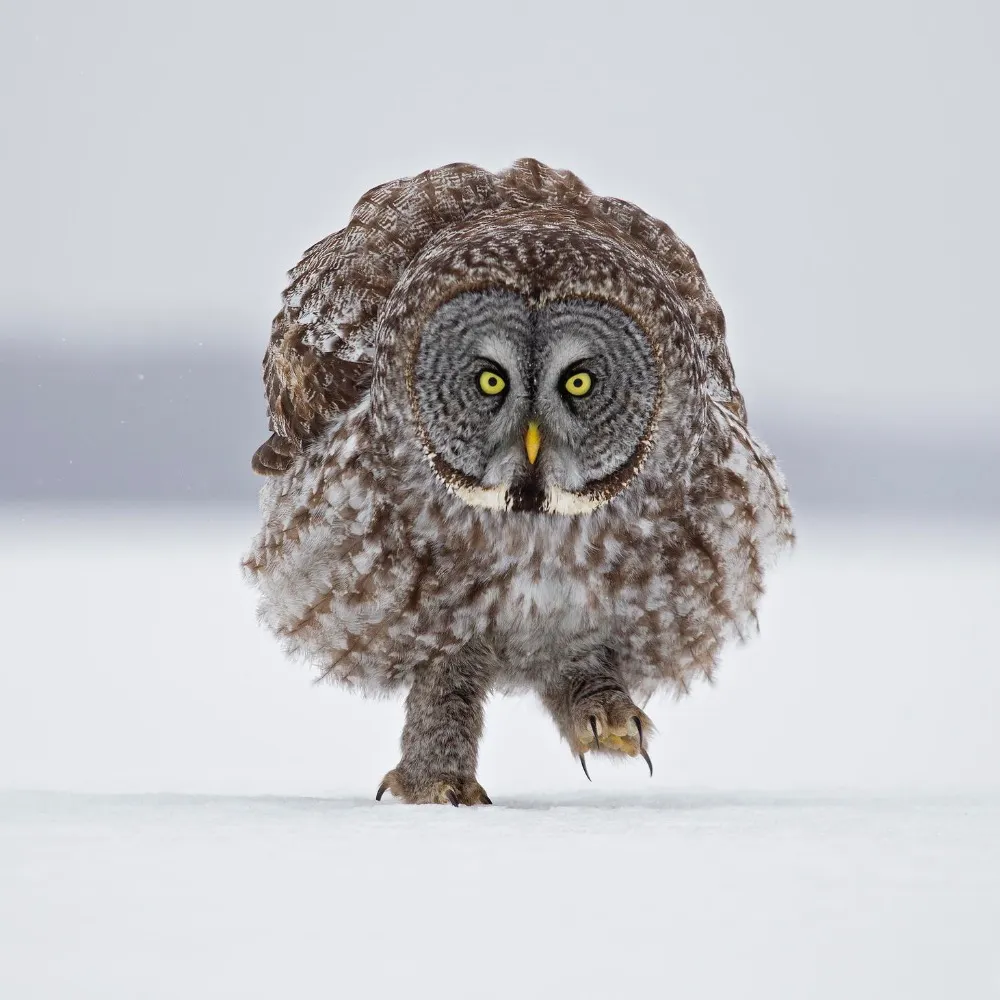 hilzoy.bsky.social's profile picture