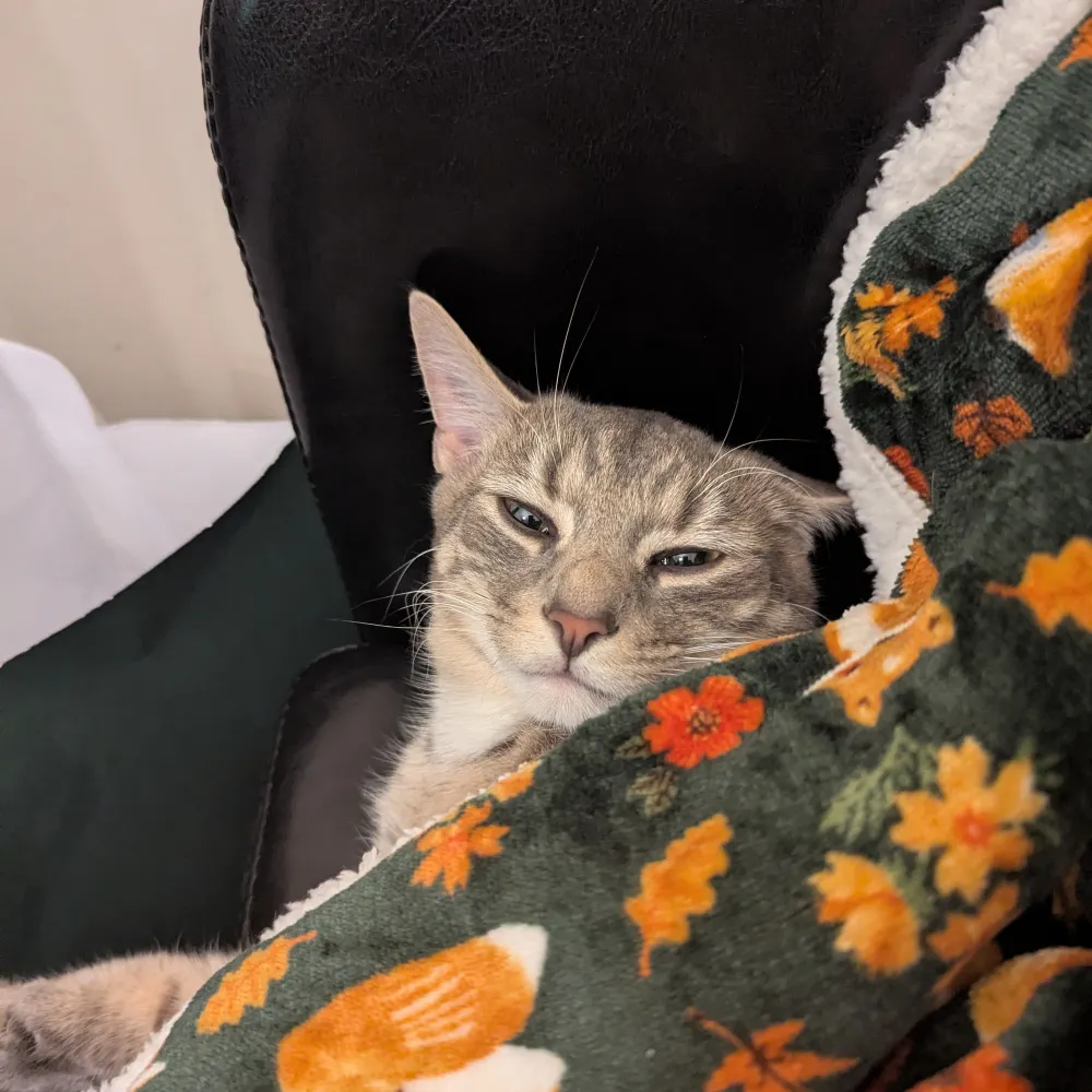 hausofmartians.bsky.social's profile picture