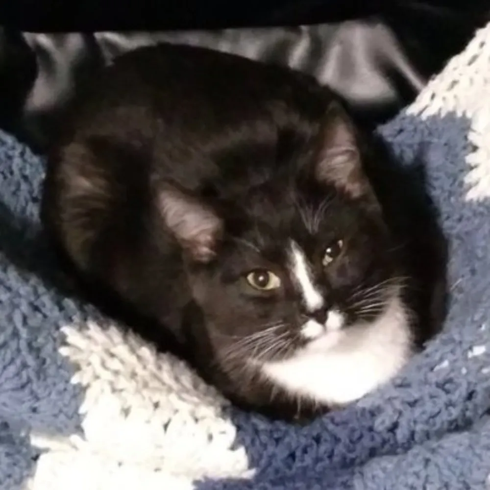 bolognaamputation.bsky.social's profile picture