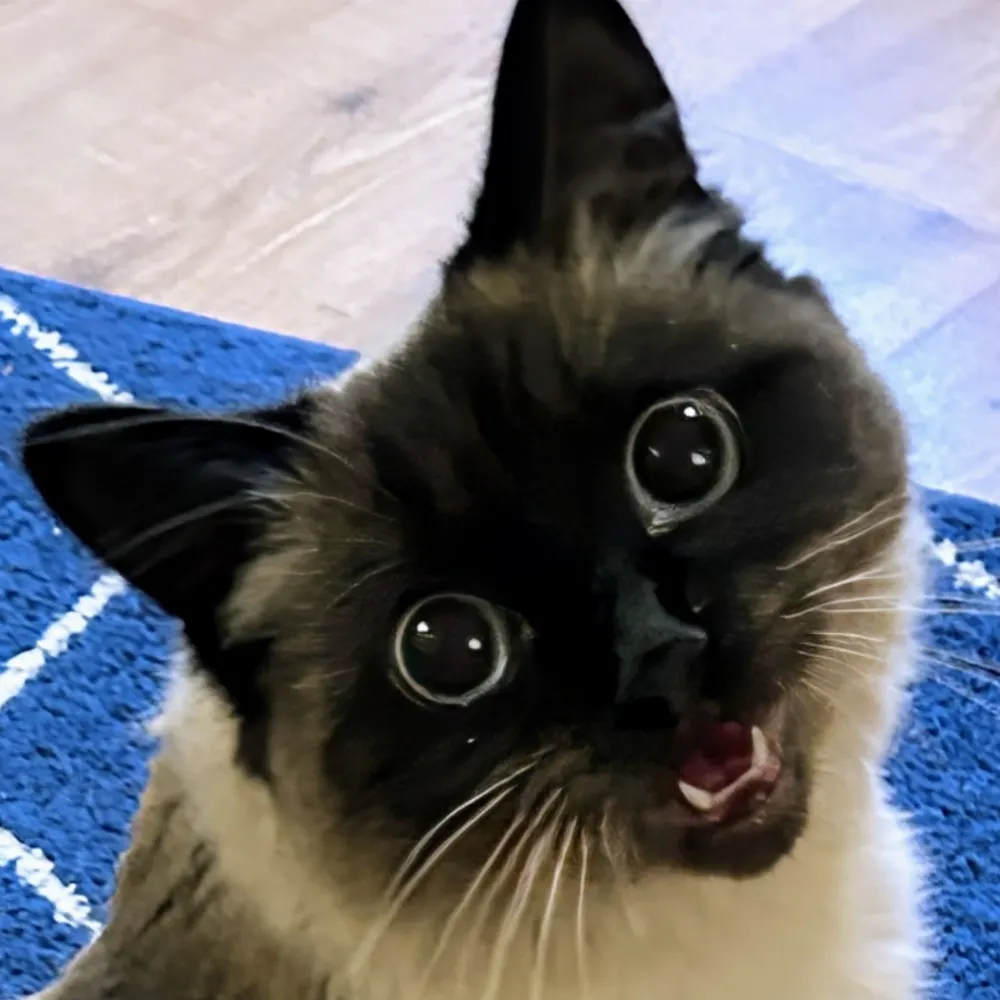 dafifthplanet.bsky.social's profile picture