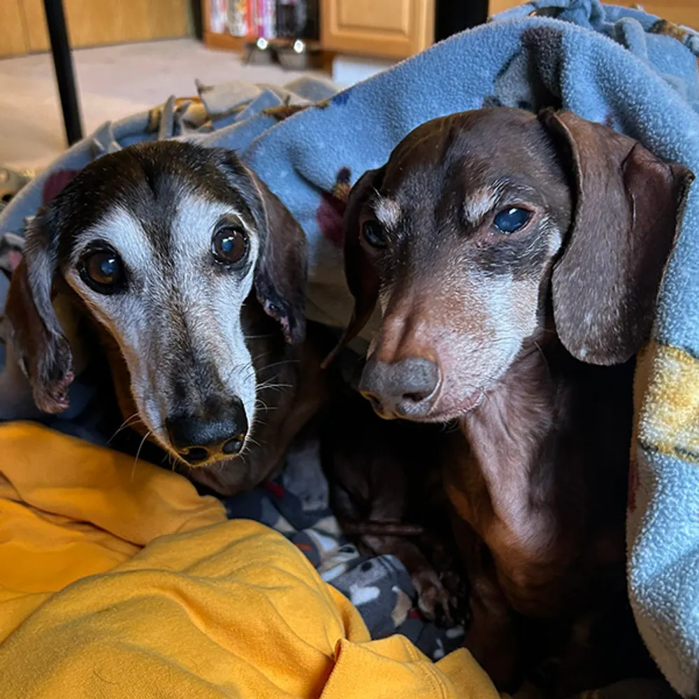 superdoxies.bsky.social's profile picture