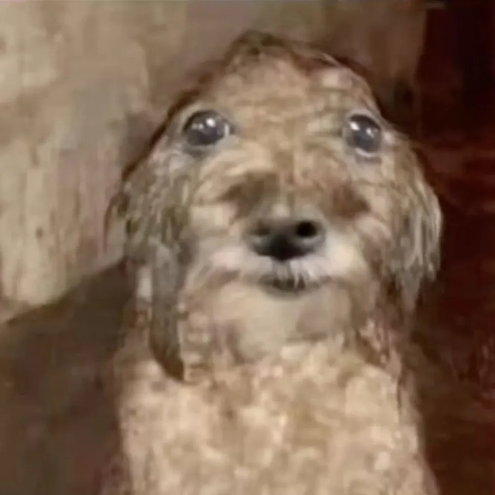 soloemi3.bsky.social's profile picture