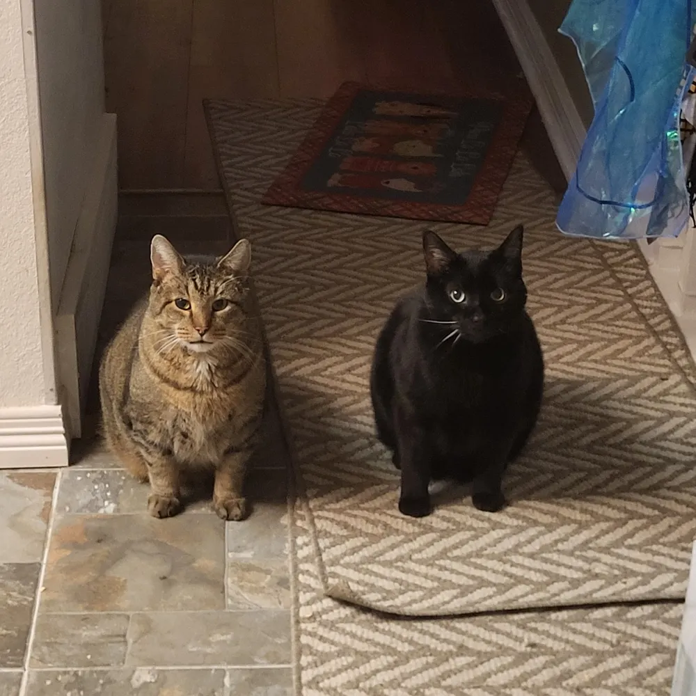 bossfrogger.bsky.social's profile picture