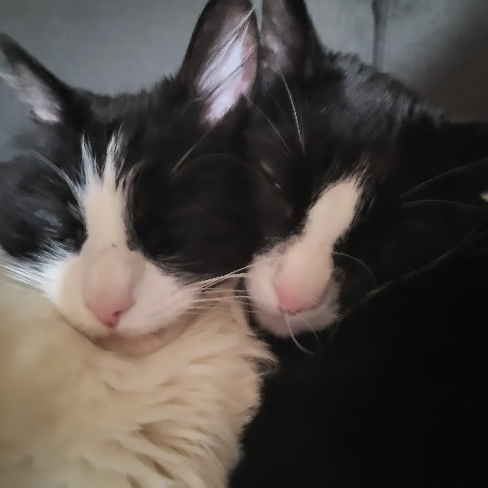 madmuffy.bsky.social's profile picture