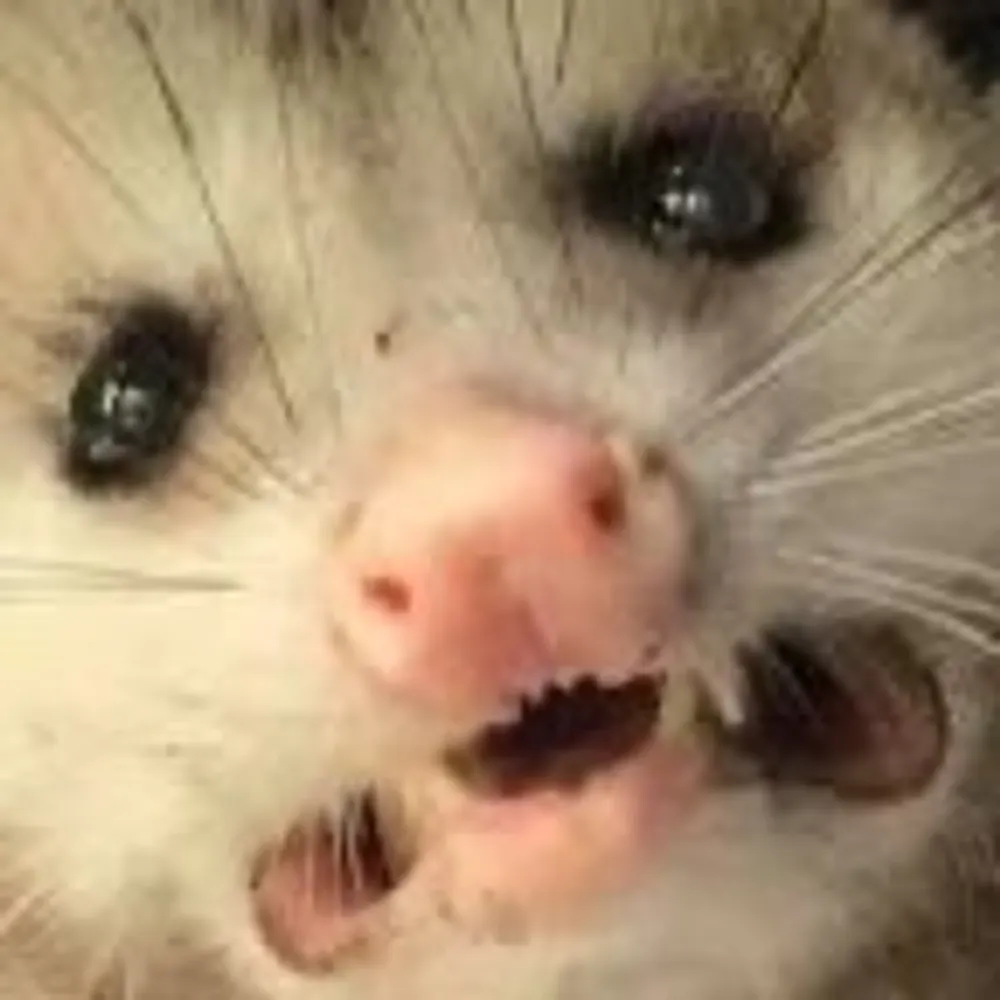 dog9mango.bsky.social's profile picture