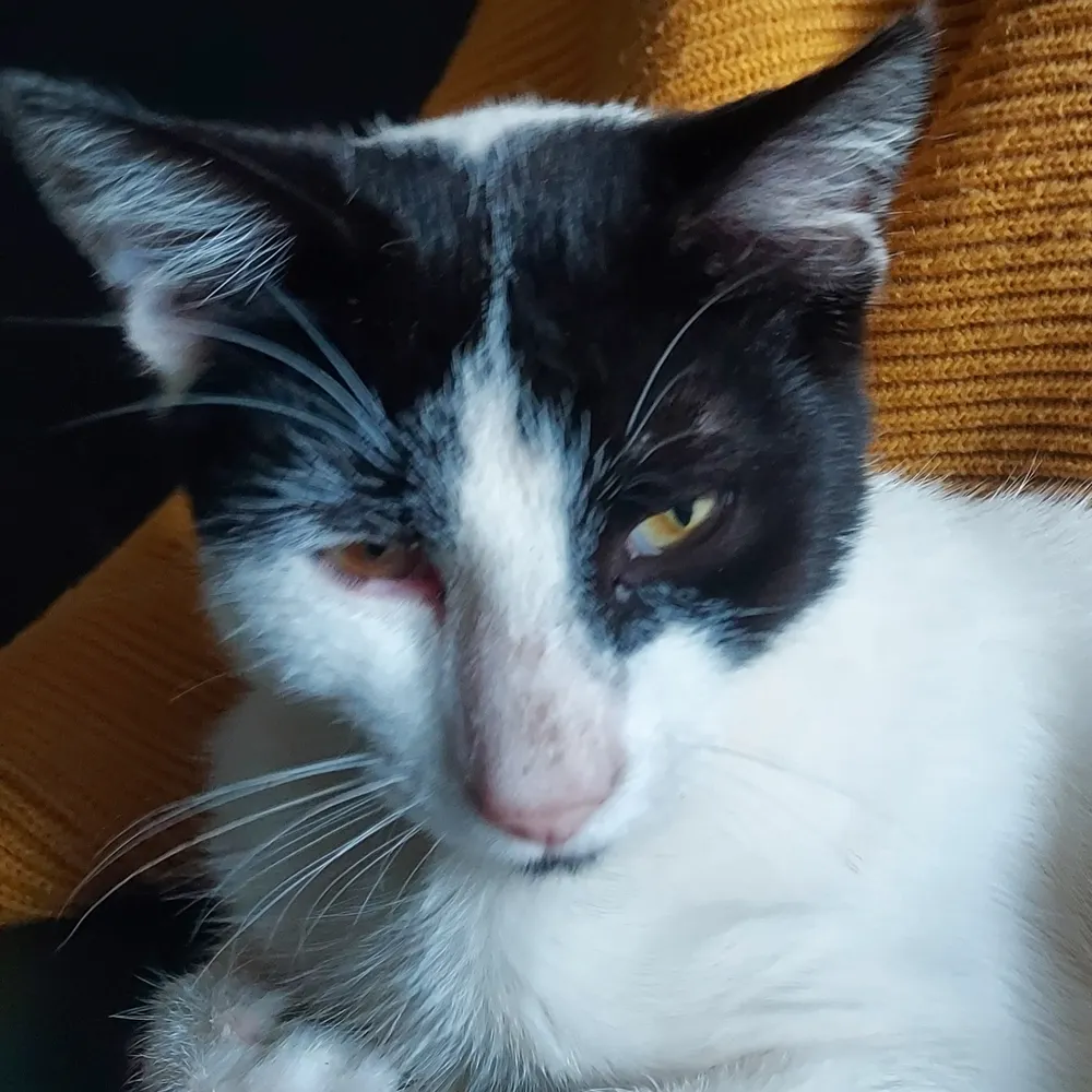 smootherbrain.bsky.social's profile picture