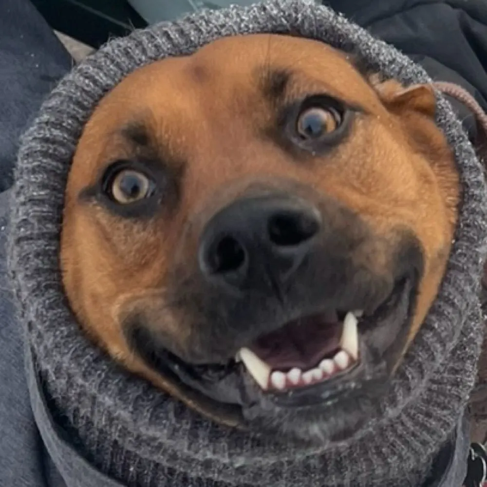 prvoice.bsky.social's profile picture