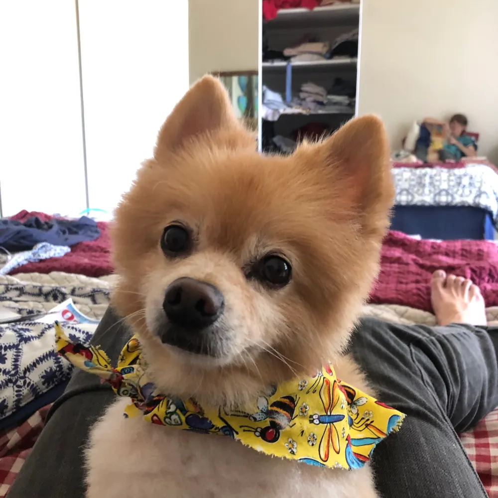 schwroark.bsky.social's profile picture