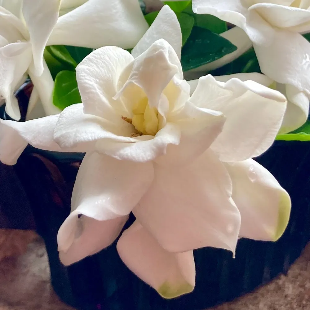 earthycrunchy.bsky.social's profile picture