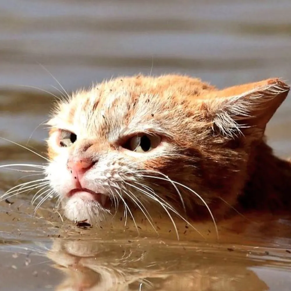 fakeaccount.com's profile picture