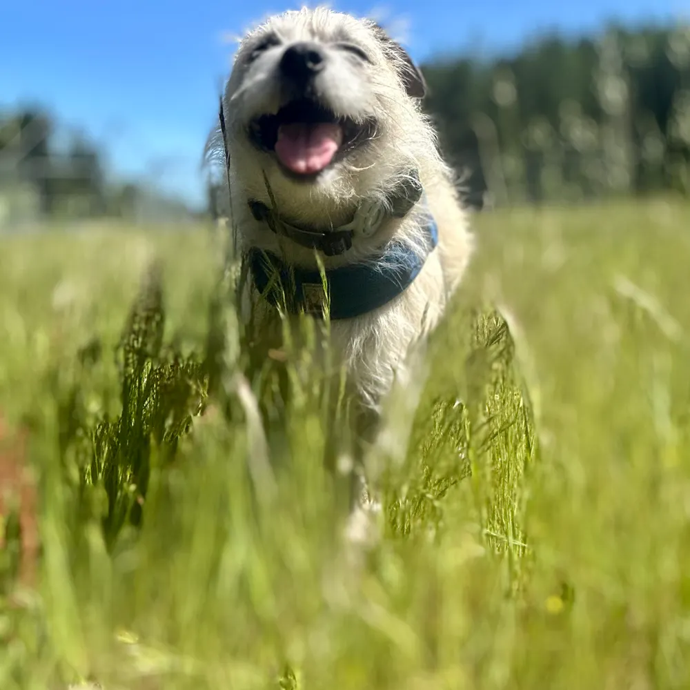 casadetresdogs.bsky.social's profile picture