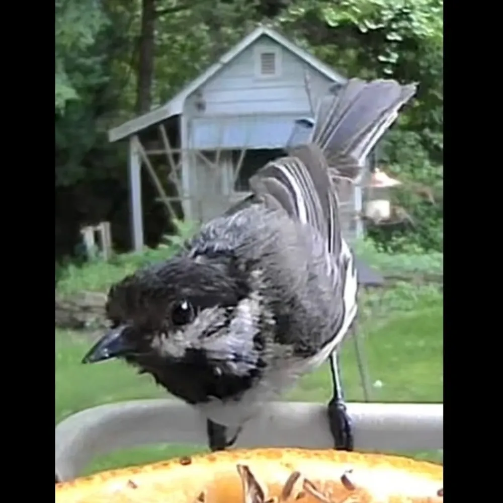 john-in-chicago.bsky.social's profile picture