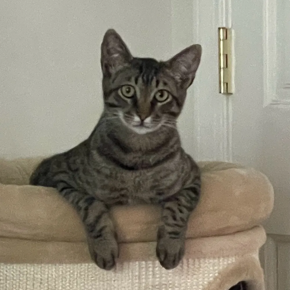 kcsahles.bsky.social's profile picture