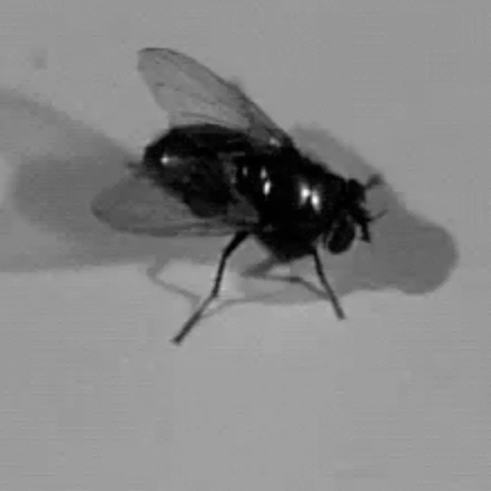 defiijfdevlieg.bsky.social's profile picture