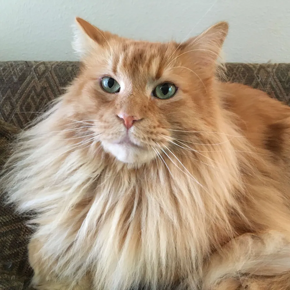 doncomer.bsky.social's profile picture