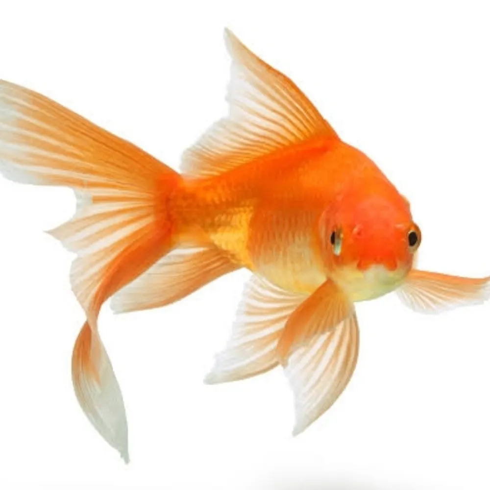 mrgoldfish161.bsky.social's profile picture