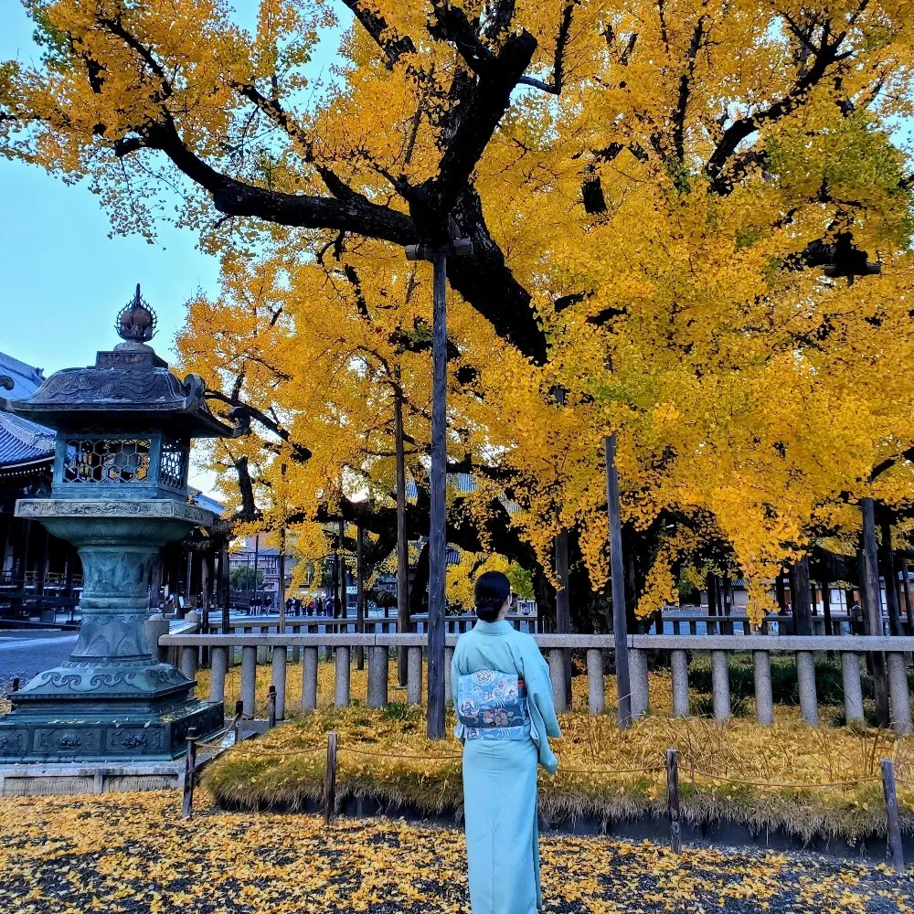 camelliakyoto.bsky.social's profile picture