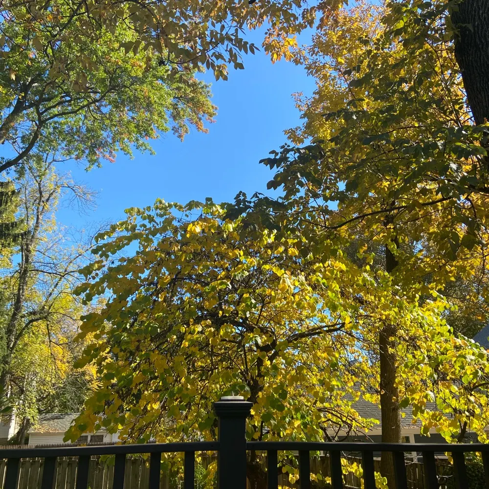 merrittjr.bsky.social's profile picture