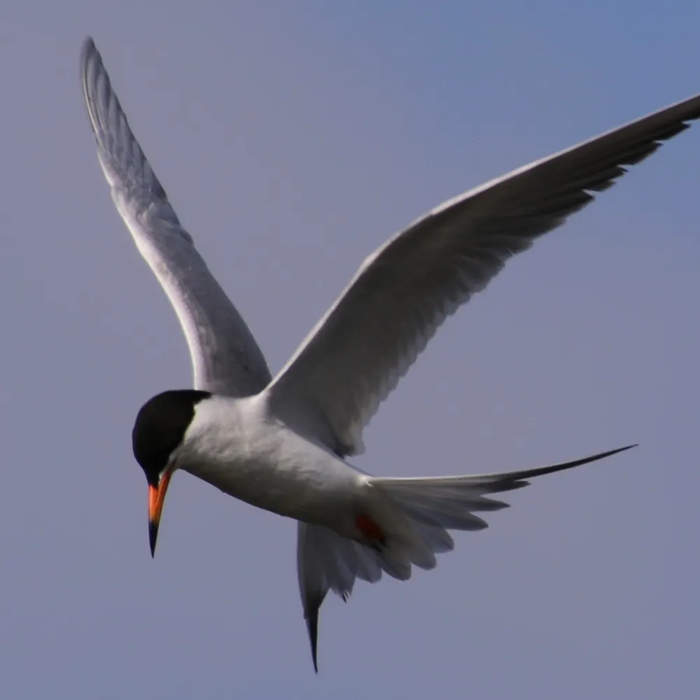 felinecannon.bsky.social's profile picture