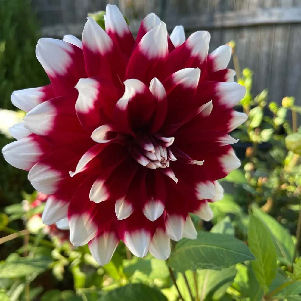 nyfedsdaughter.bsky.social's profile picture