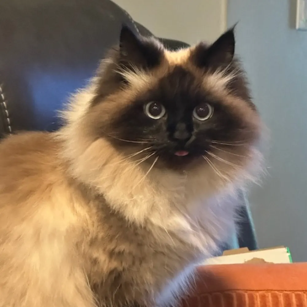 joofie57.bsky.social's profile picture