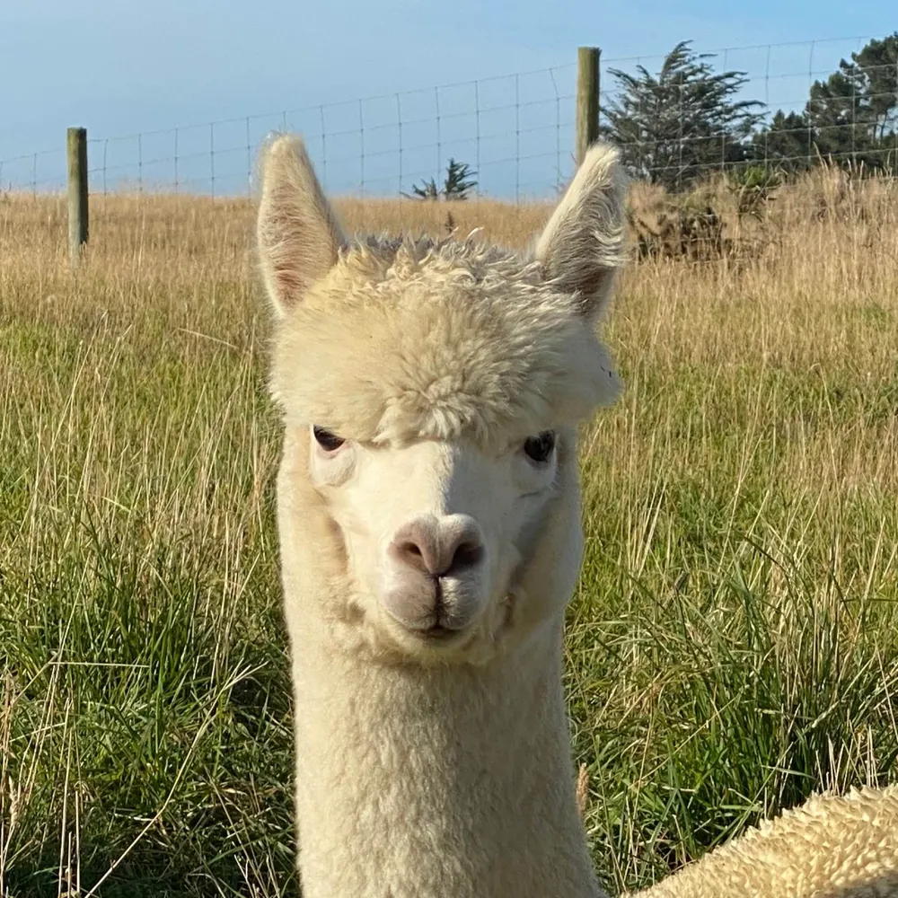 rohanl.bsky.social's profile picture