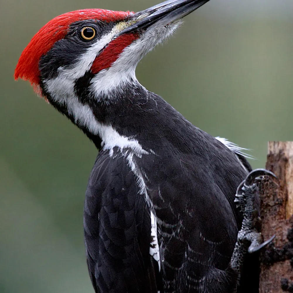 rmano.bsky.social's profile picture