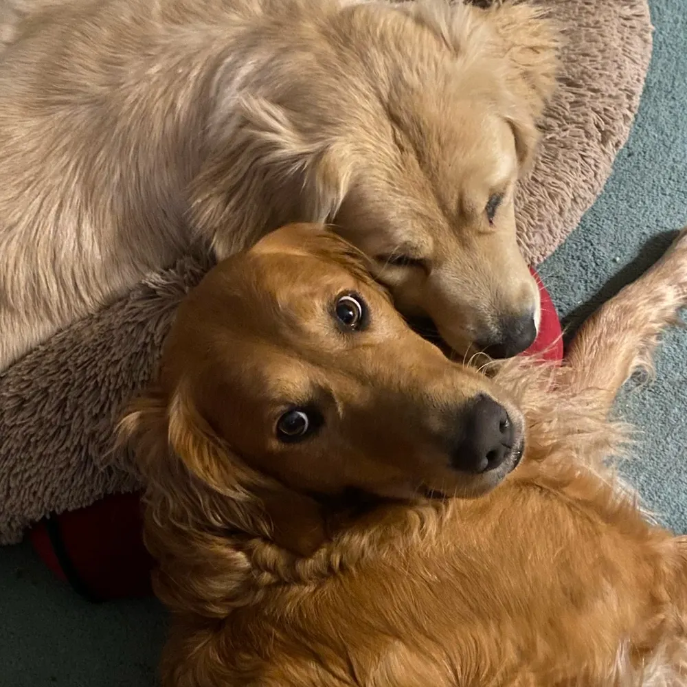 fossilbeds.ami.social's profile picture