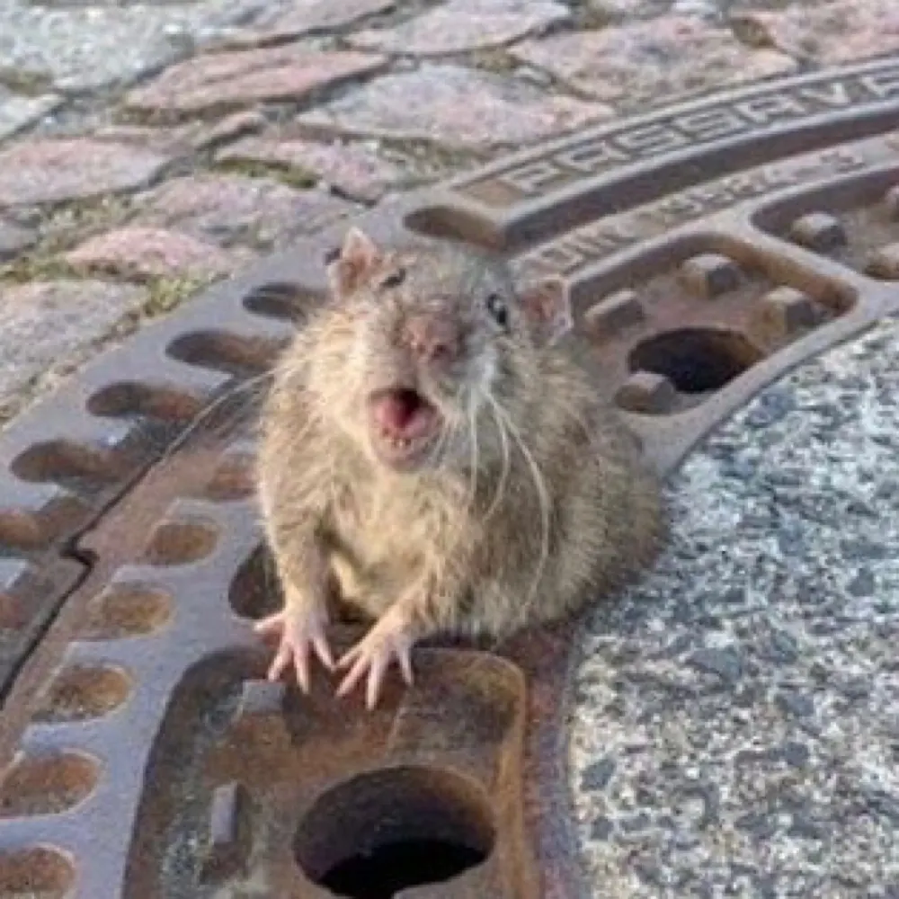 arthur.clune.org's profile picture