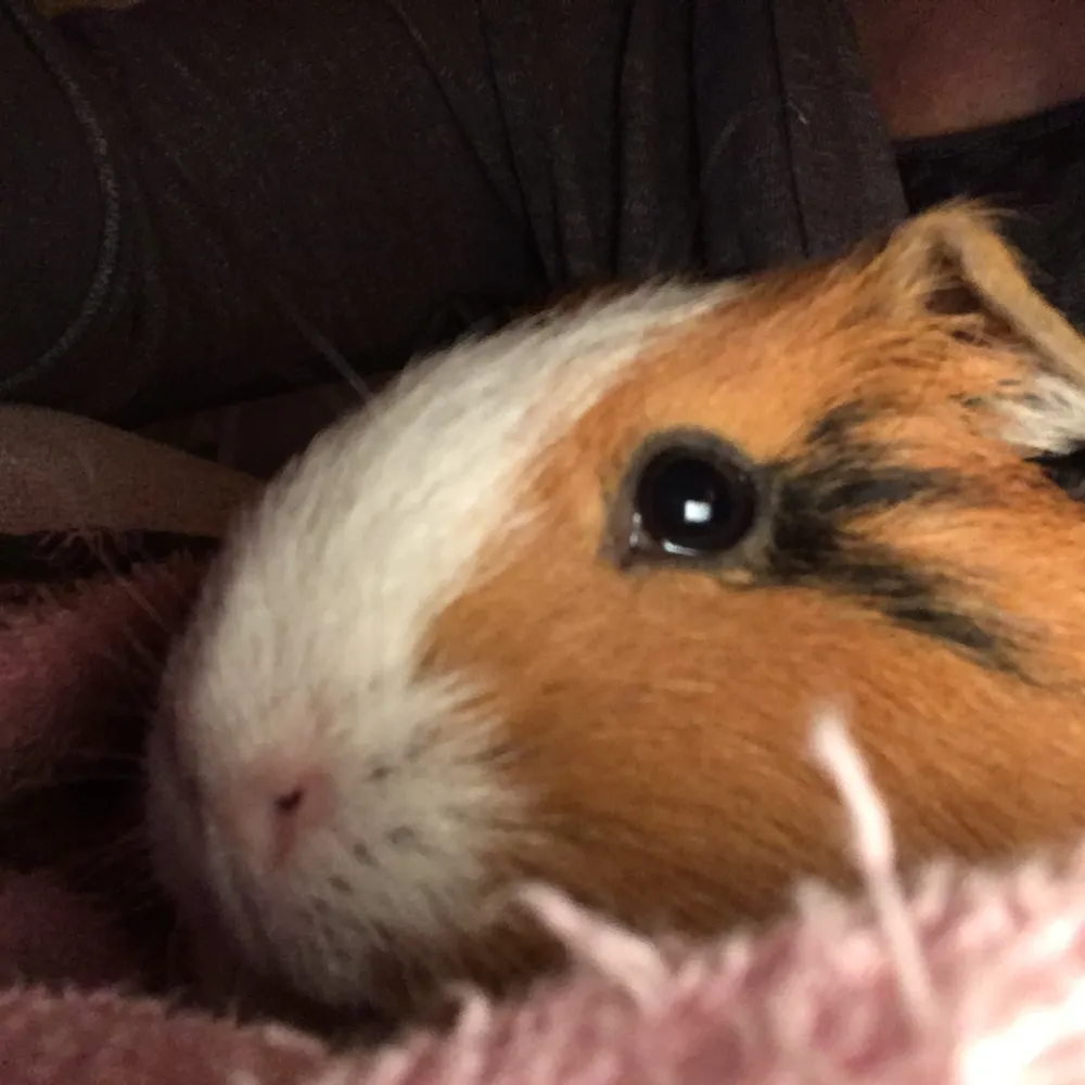 cmhoskins.bsky.social's profile picture