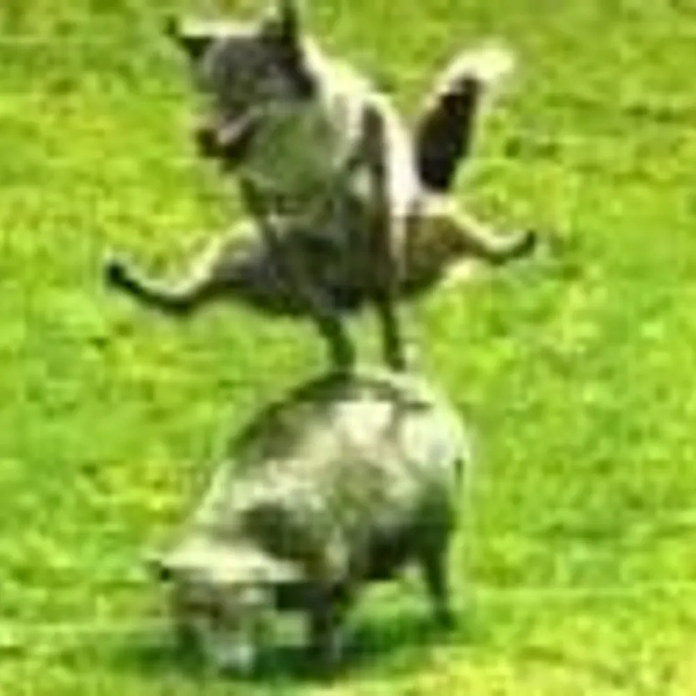 coyoty.bsky.social's profile picture