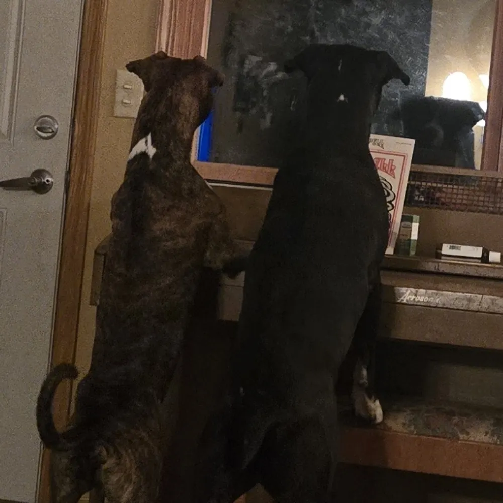 gmacelia.bsky.social's profile picture