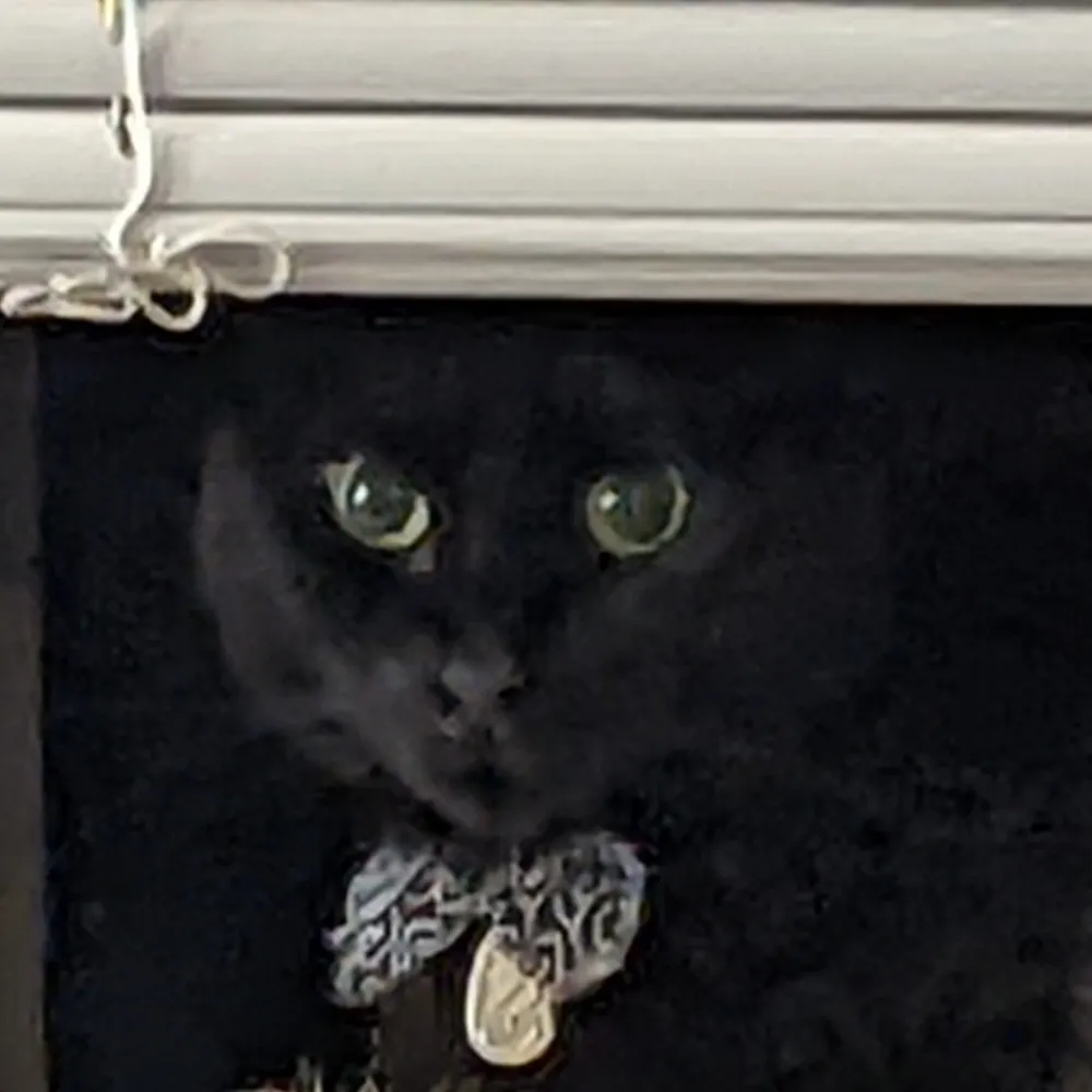 agayrattlesnake.bsky.social's profile picture