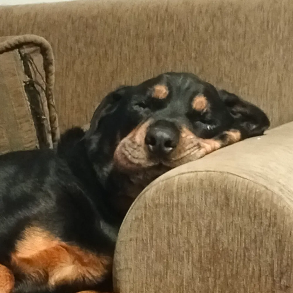 sjponeill.bsky.social's profile picture