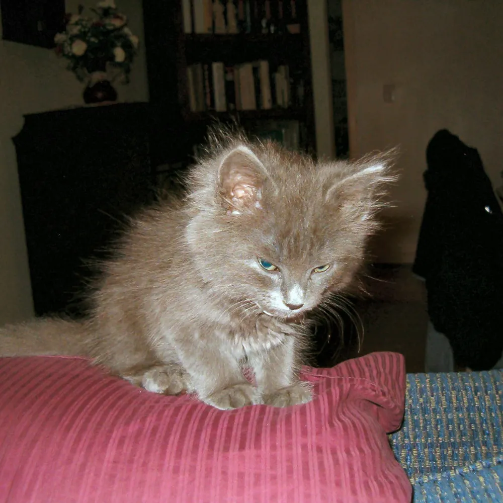 ericaodd.bsky.social's profile picture