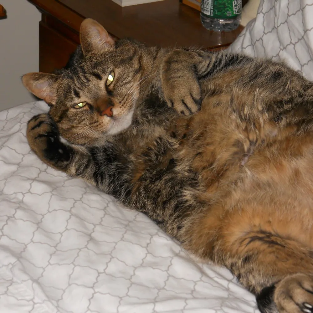 chonkyjack.bsky.social's profile picture