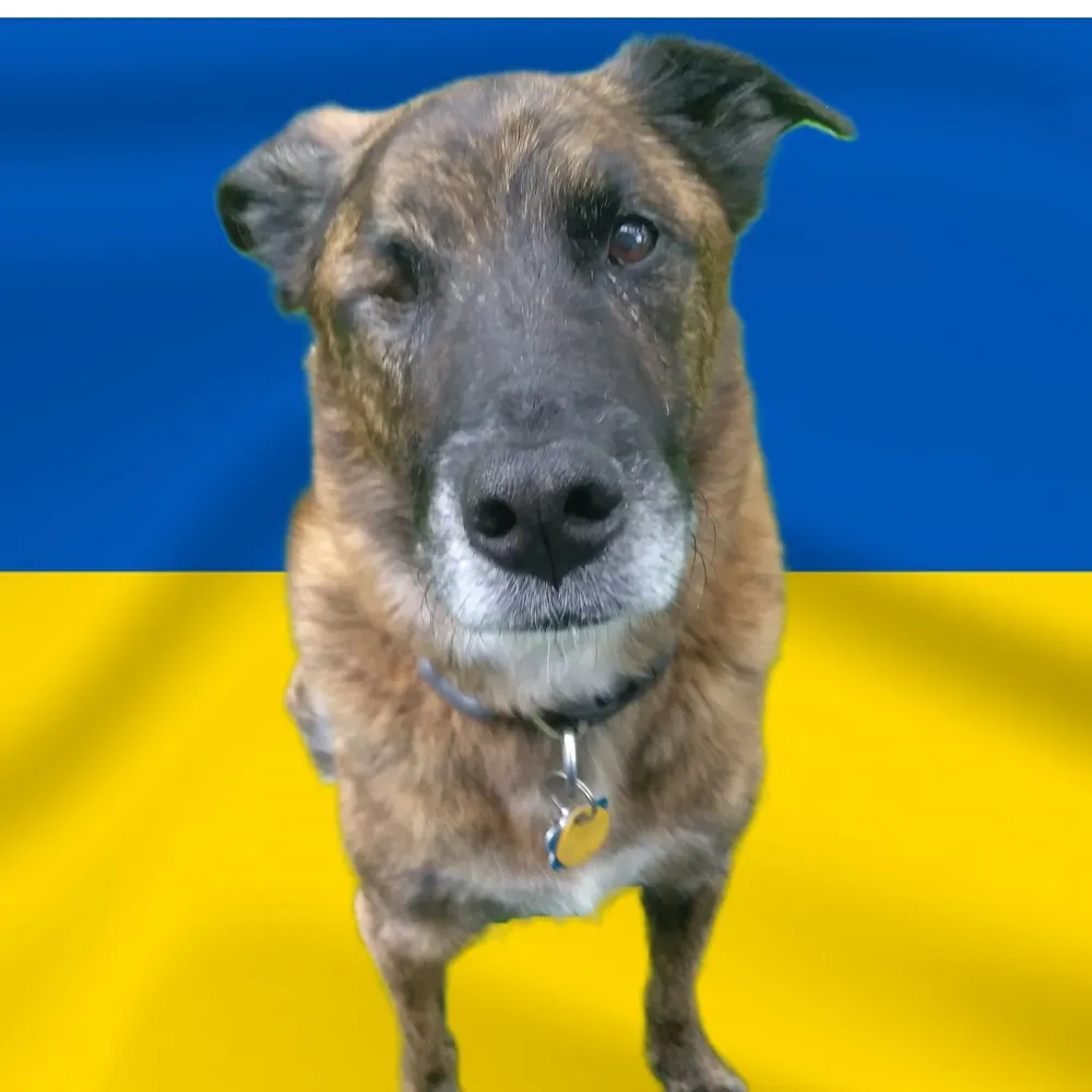 capntokki.bsky.social's profile picture