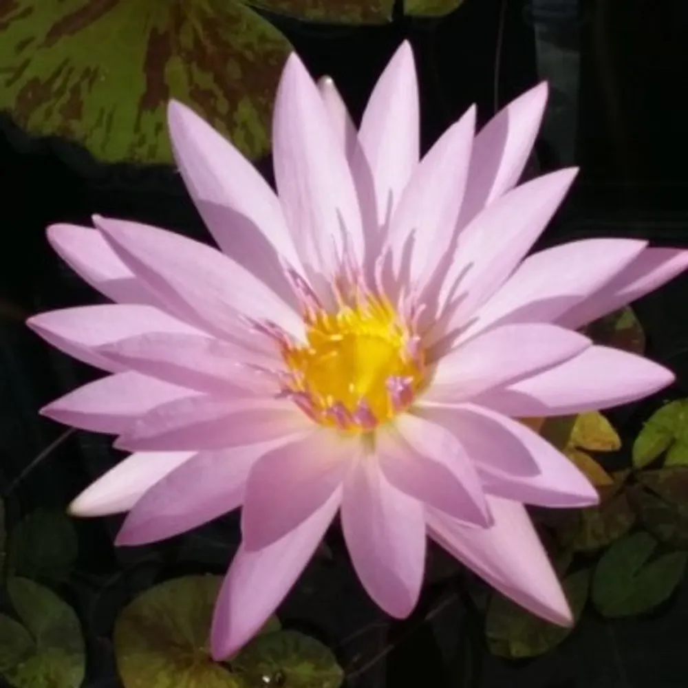 louise007.bsky.social's profile picture