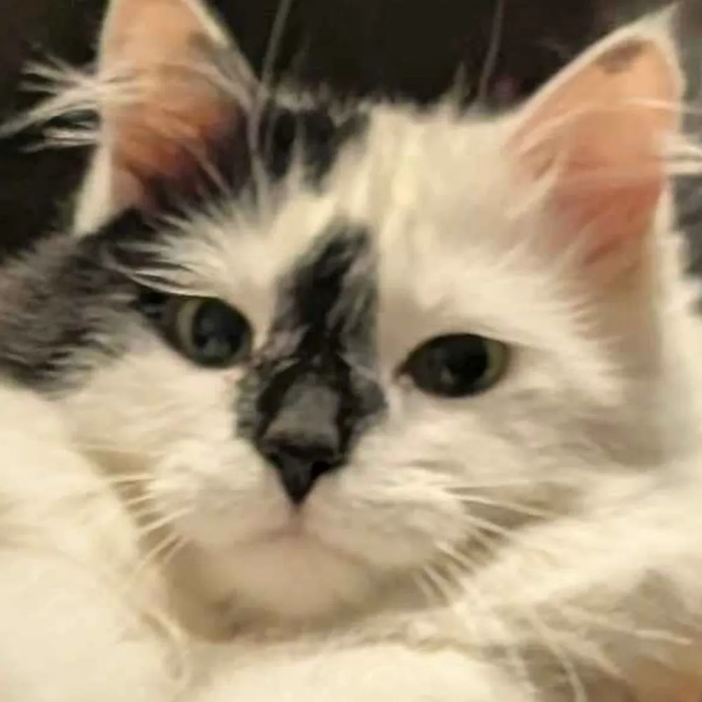 hiking-metal-punk.bsky.social's profile picture