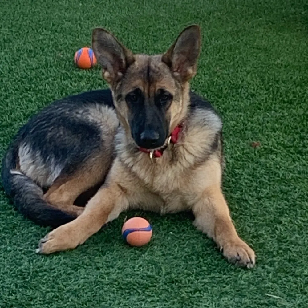 forfooksake.bsky.social's profile picture