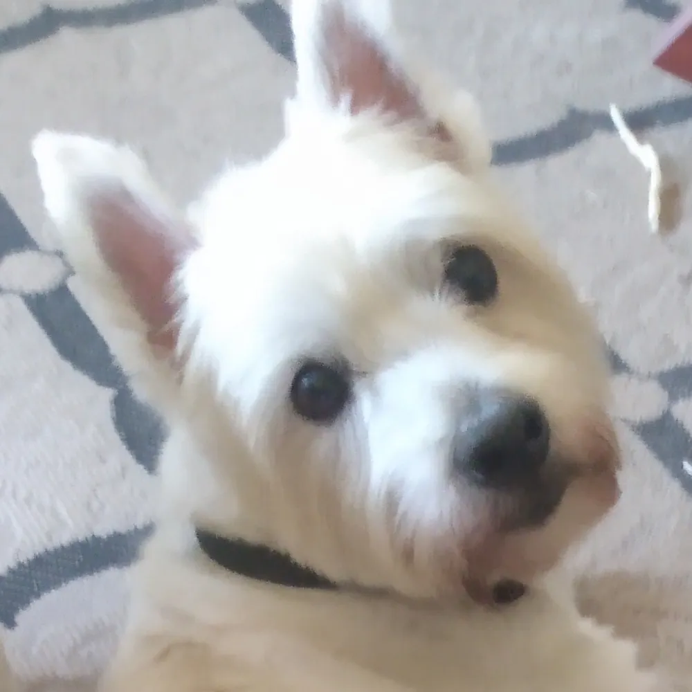 flaredhead.bsky.social's profile picture