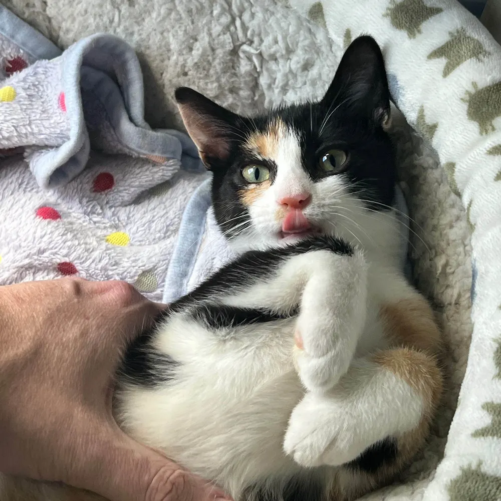 wiillowthecat.bsky.social's profile picture