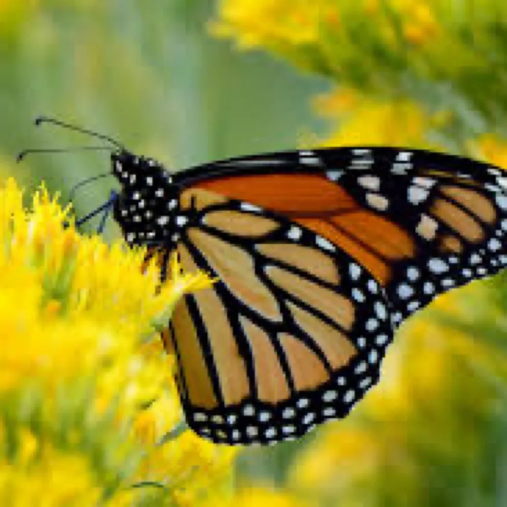 denisegutzmer.bsky.social's profile picture